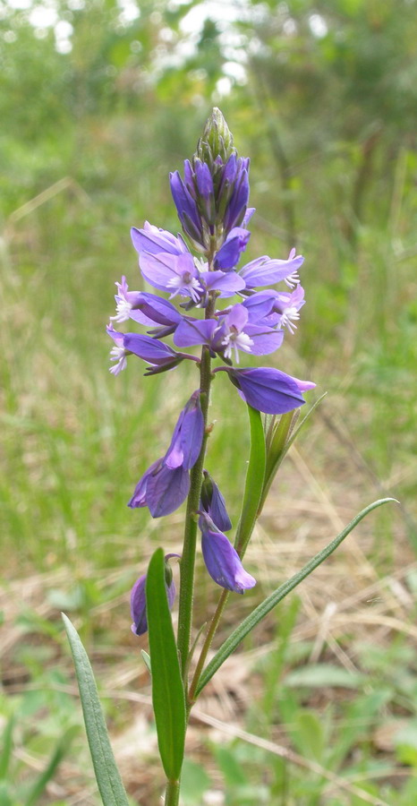 Изображение особи Polygala comosa.