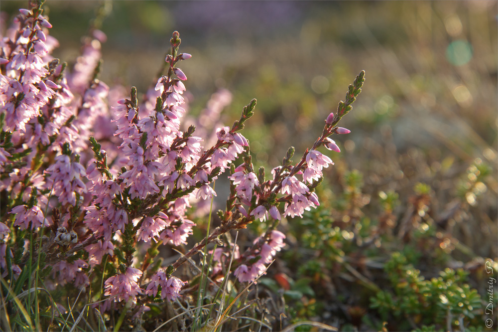 Изображение особи Calluna vulgaris.
