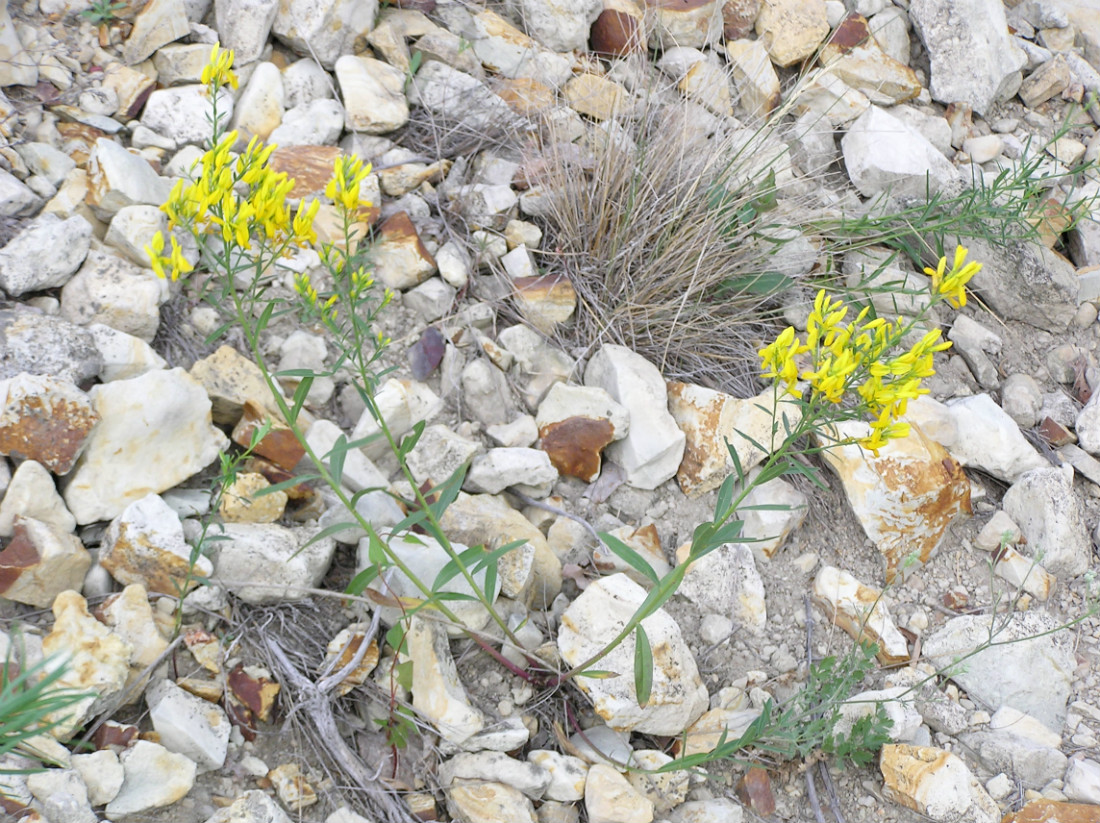 Изображение особи Genista tinctoria.