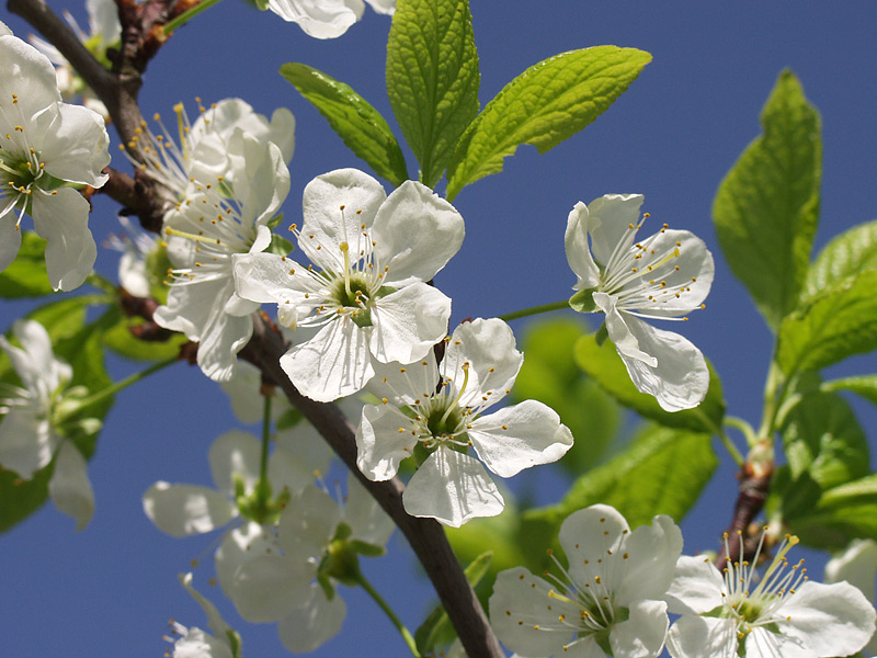 Изображение особи Prunus domestica.