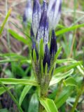 Gentiana vodopjanovae