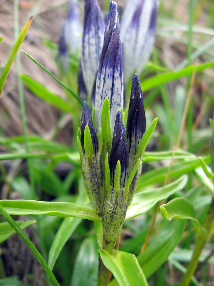 Изображение особи Gentiana vodopjanovae.