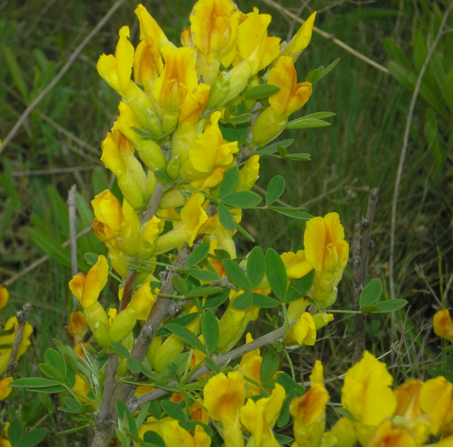Image of Chamaecytisus ruthenicus specimen.