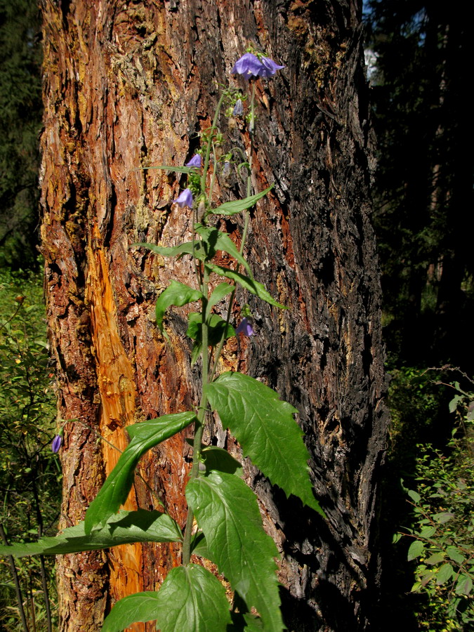 Image of Adenophora golubinzevaeana specimen.