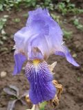 Iris × neglecta