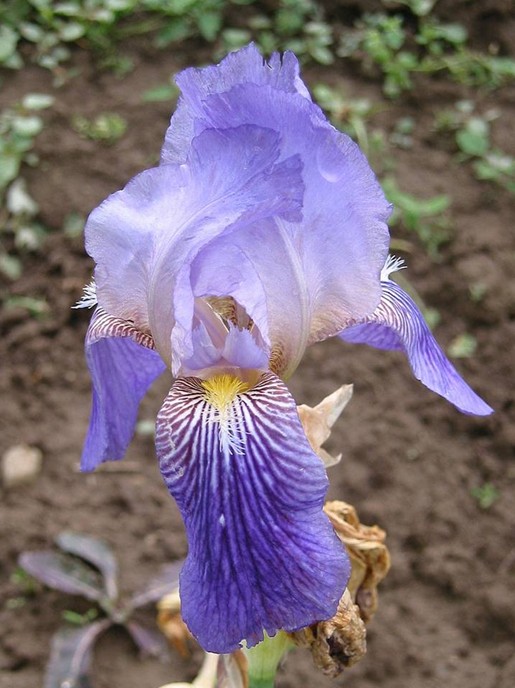 Изображение особи Iris &times; neglecta.