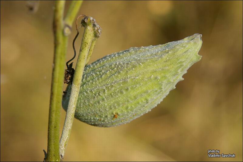 Изображение особи Asclepias syriaca.