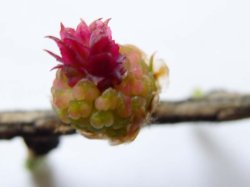 Image of Larix sibirica specimen.