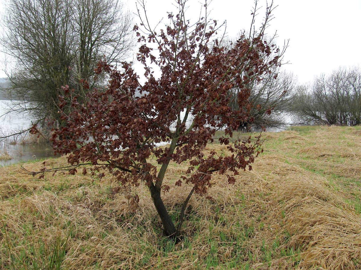 Image of Quercus robur specimen.