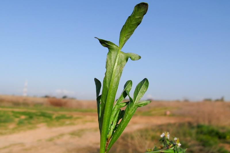 Изображение особи Reseda orientalis.