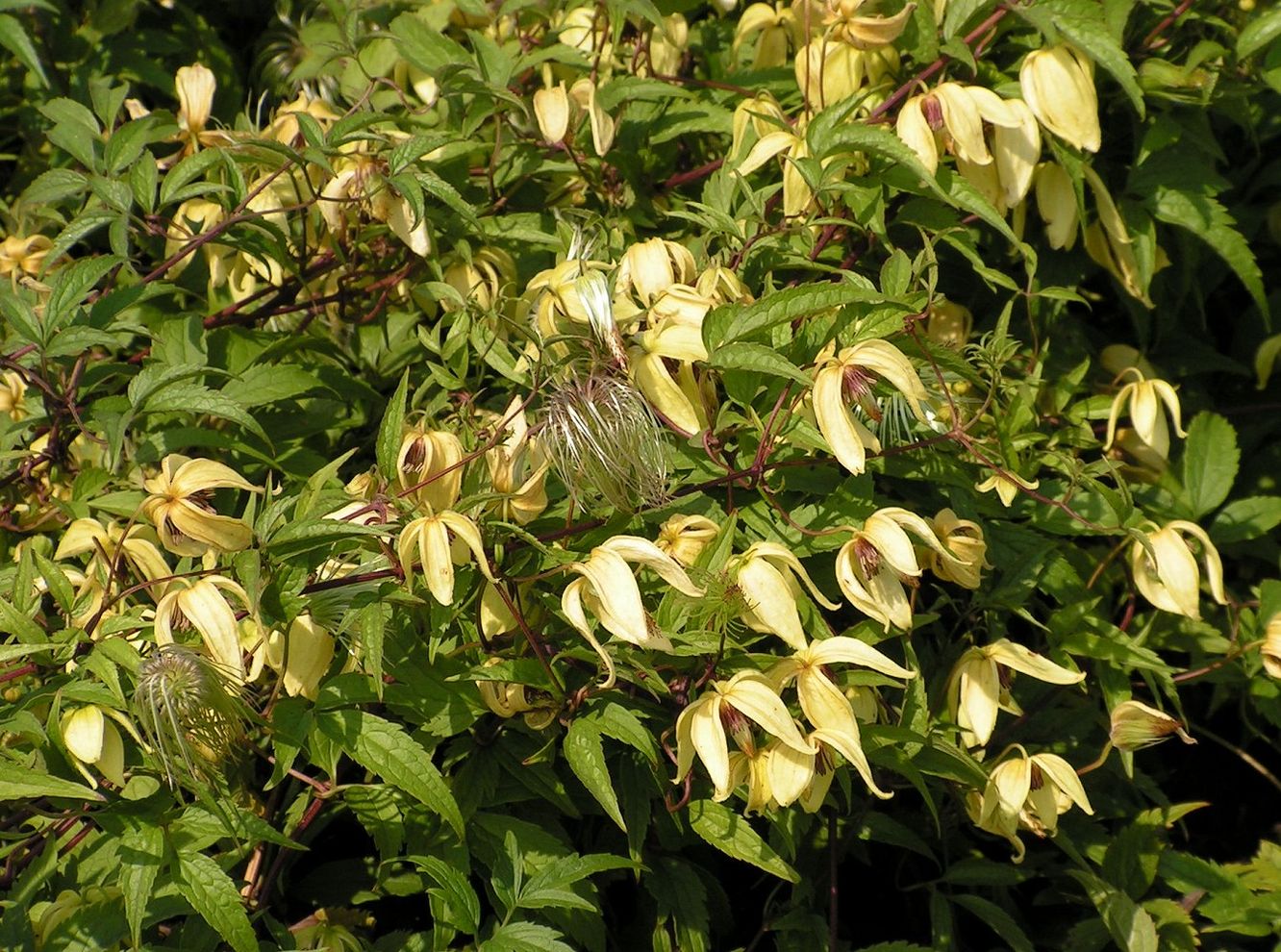 Image of Clematis serratifolia specimen.
