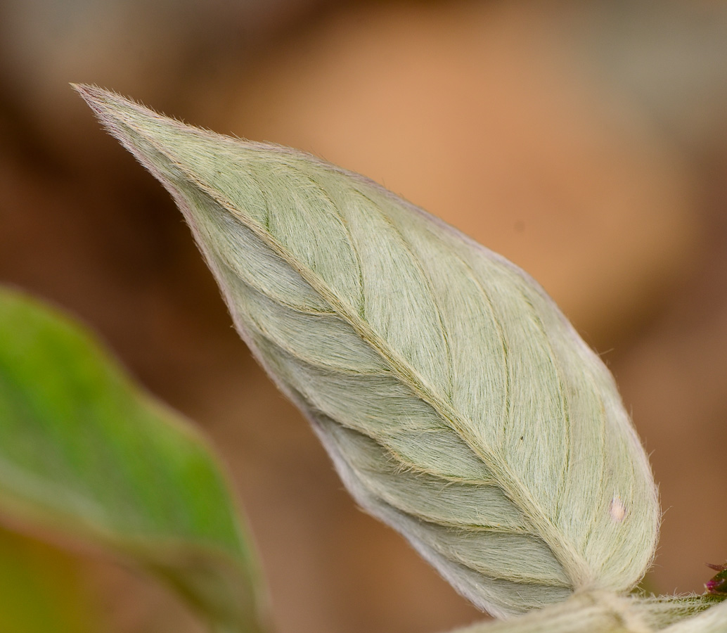 Image of Achyranthes aspera var. sicula specimen.