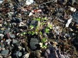 Trifolium spadiceum