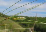 Stipa sareptana