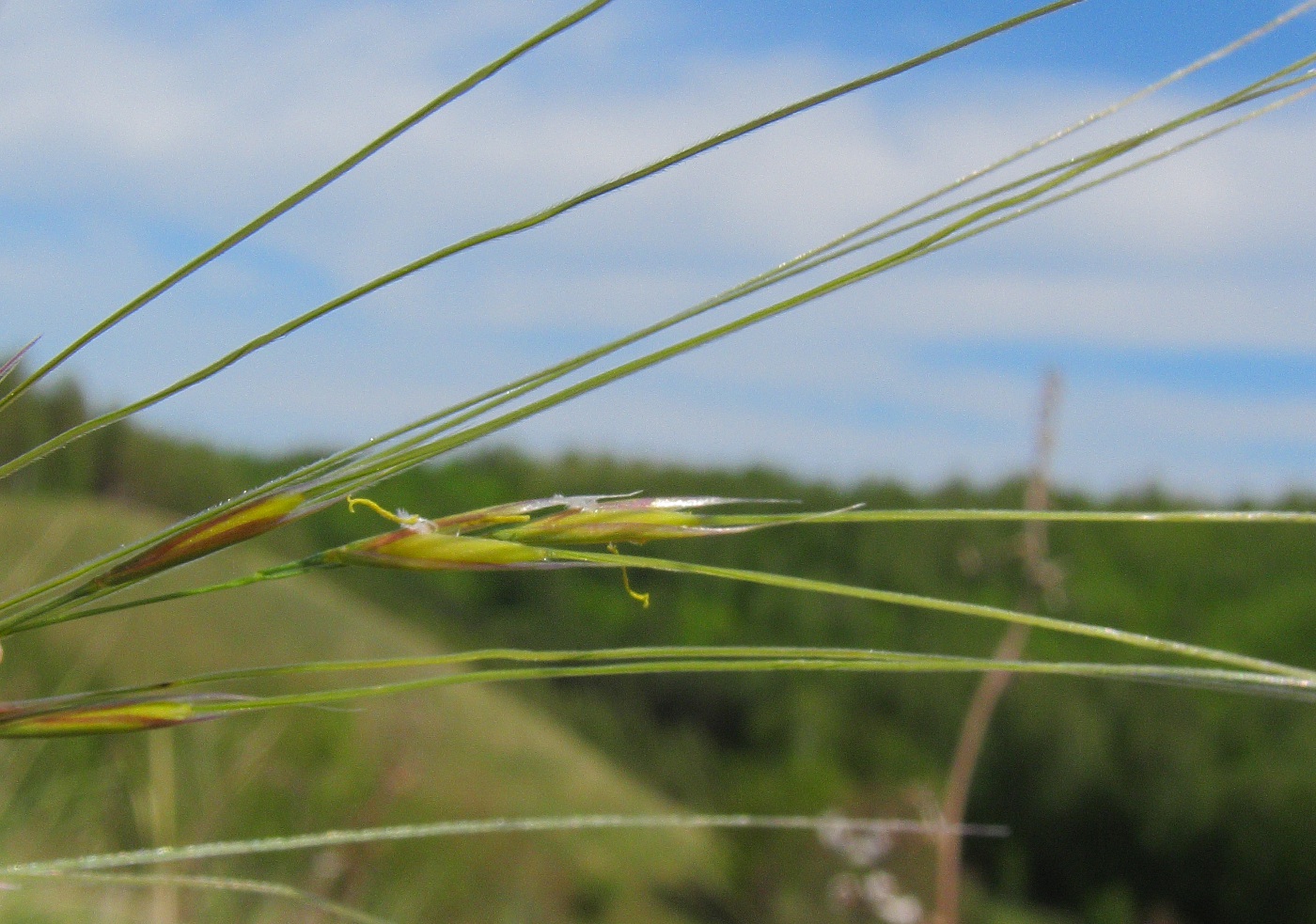 Изображение особи Stipa sareptana.