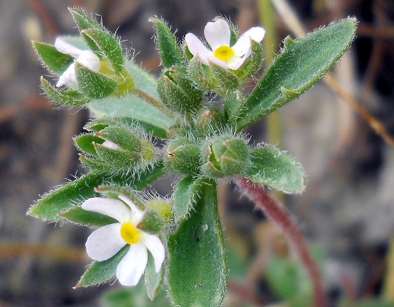 Image of Androsace maxima specimen.