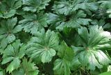 Podophyllum peltatum