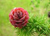 Larix kaempferi