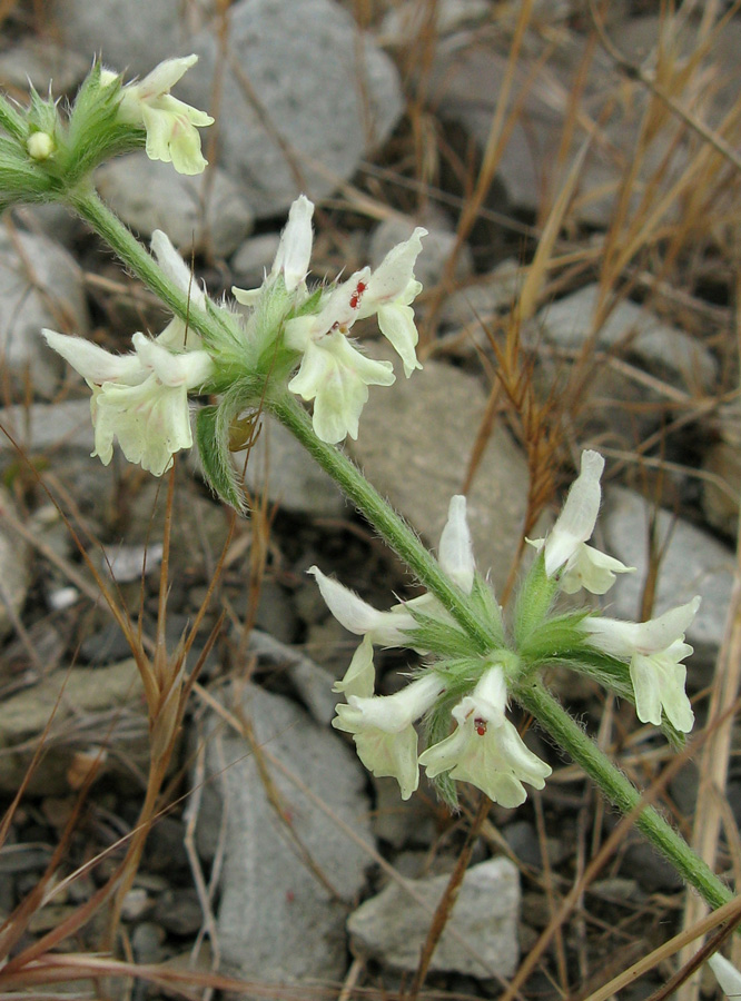 Image of Stachys iberica specimen.