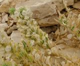 Kickxia floribunda. Верхушка соцветия. Израиль, впадина Мёртвого моря, Эйн Бокек, вади нахаль Бокек в нижнем течении. 29.04.2012.