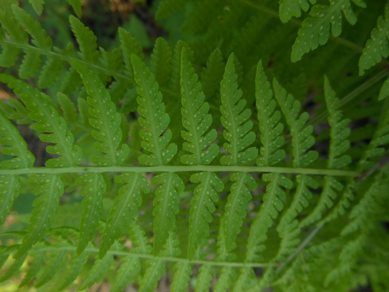 Image of Cornopteris crenulatoserrulata specimen.