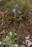 Campanula rotundifolia ssp. hispanica