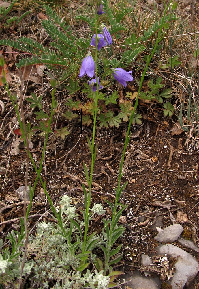 Image of Campanula rotundifolia ssp. hispanica specimen.