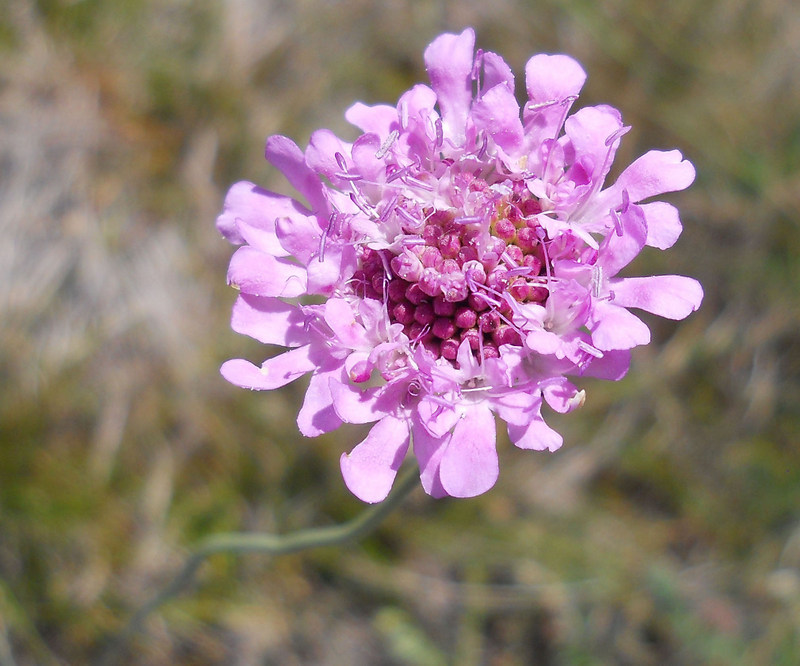 Image of Scabiosa columbaria specimen.