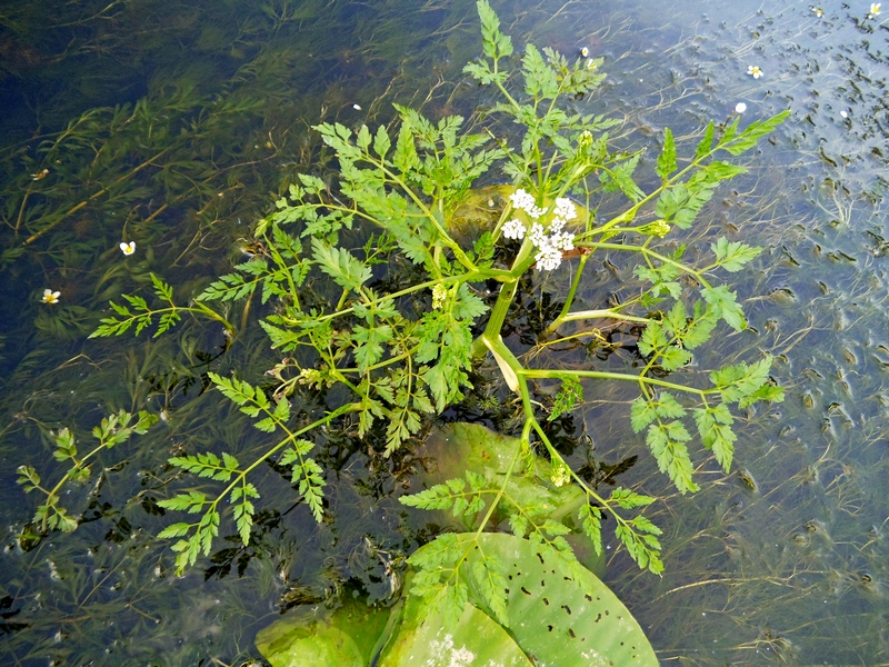 Image of Oenanthe aquatica specimen.