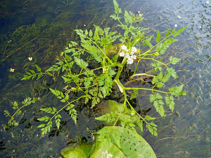 Изображение особи Oenanthe aquatica.