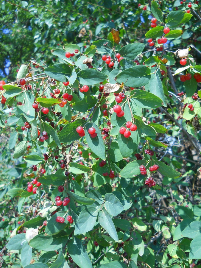 Image of Lonicera tatarica specimen.