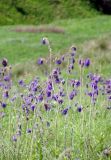 Salvia nutans