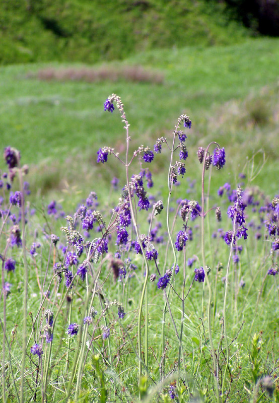 Изображение особи Salvia nutans.