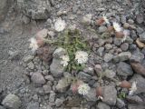 Oberna lacera. Цветущее растение. Кабардино-Балкария, урочище Джилы-Су, 2400 м н.у.м. 23.07.2012.