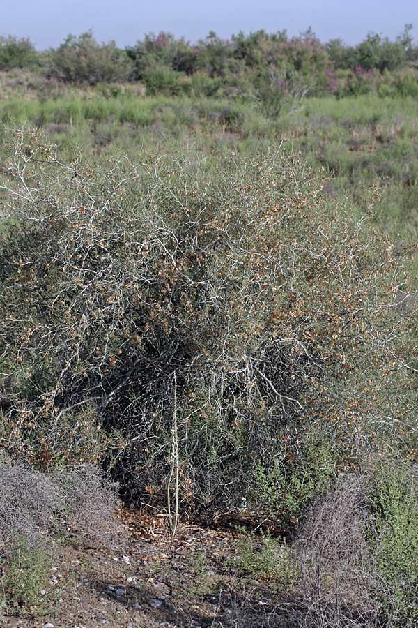 Изображение особи Calligonum leucocladum.