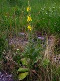 Verbascum phlomoides. Цветущее растение высотой 1,8 м. Киев, луг возле Святошинского озера, 18 июня 2008 г.