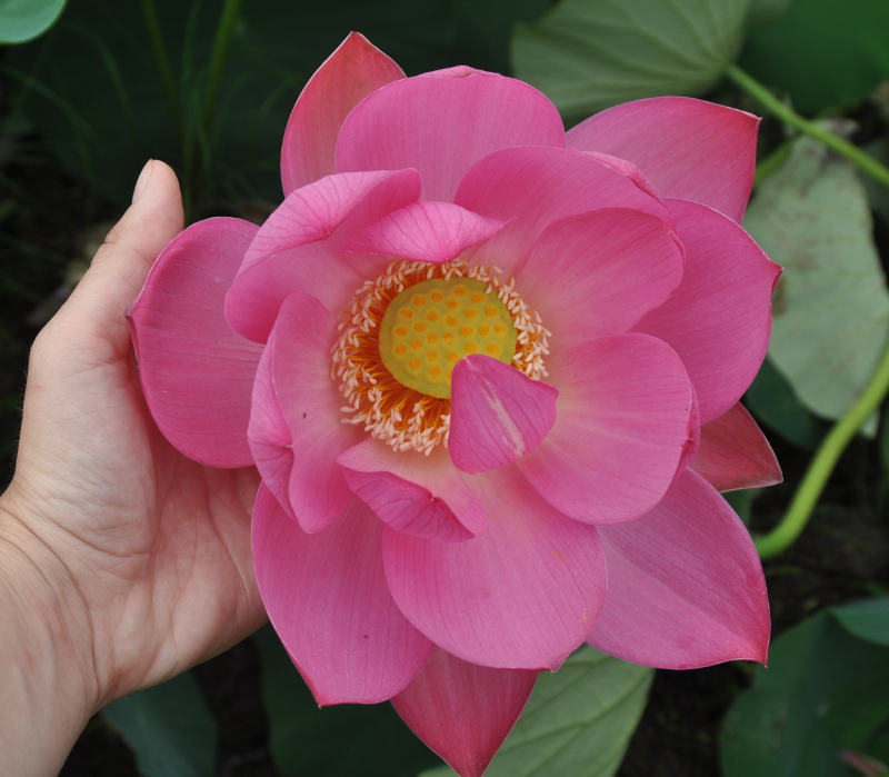 Image of Nelumbo komarovii specimen.