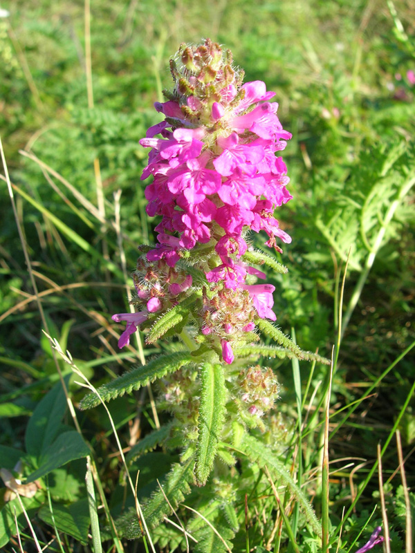 Изображение особи Pedicularis spicata.