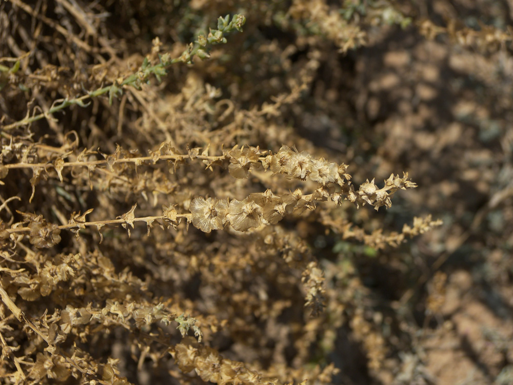 Image of Halothamnus glaucus specimen.