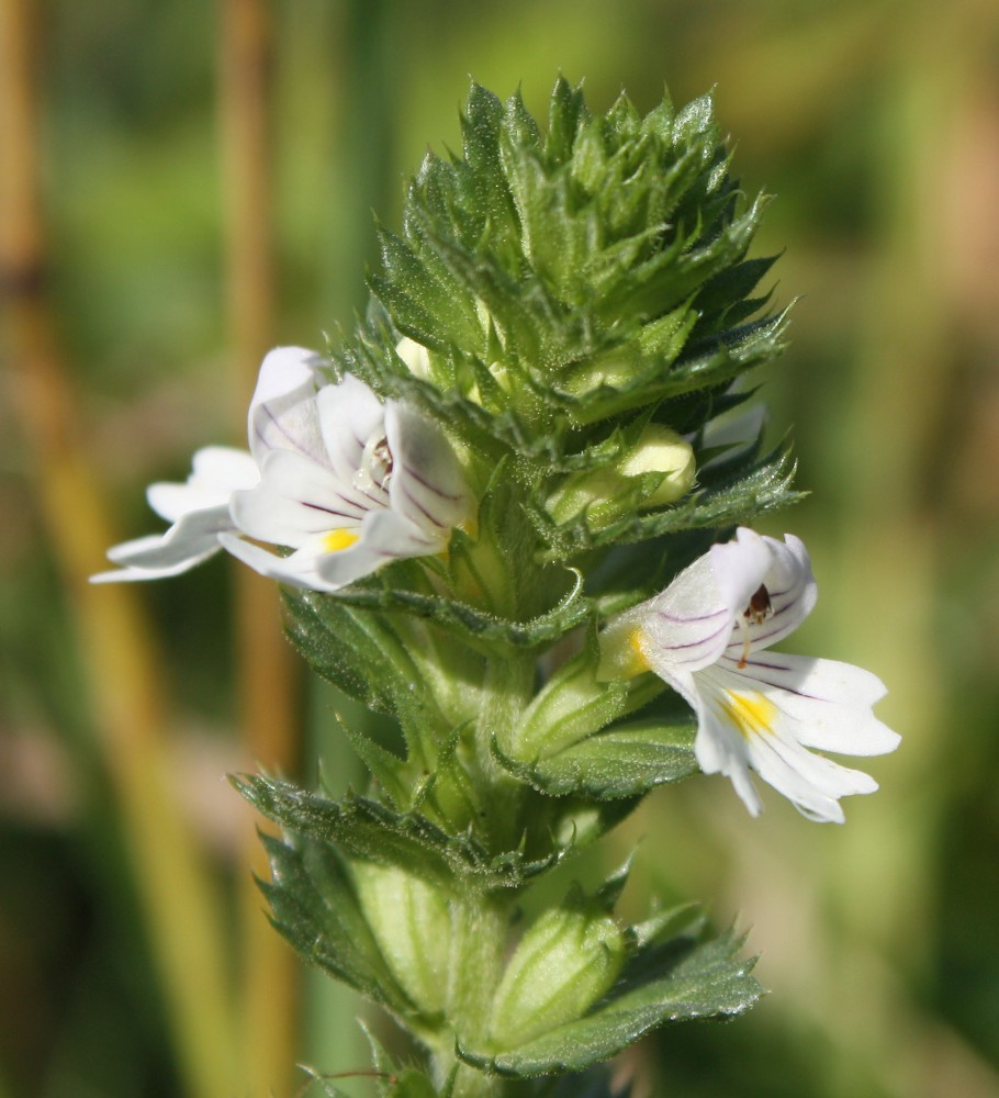 Изображение особи Euphrasia brevipila.