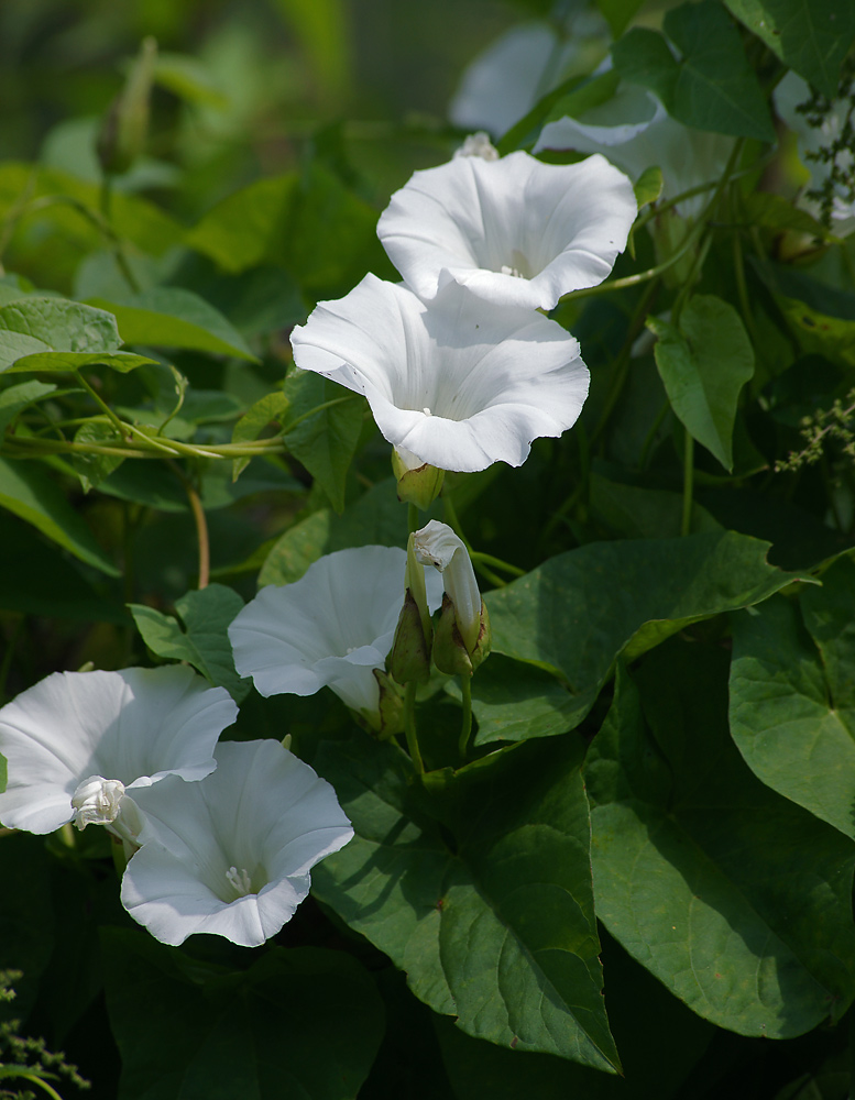 Изображение особи Calystegia sepium.