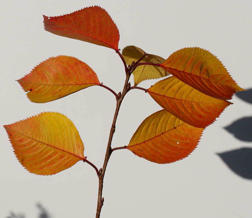 Изображение особи Prunus serrulata.