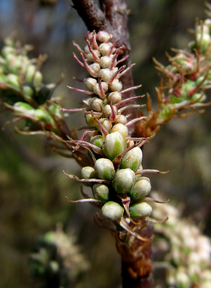 Изображение особи Tamarix africana.