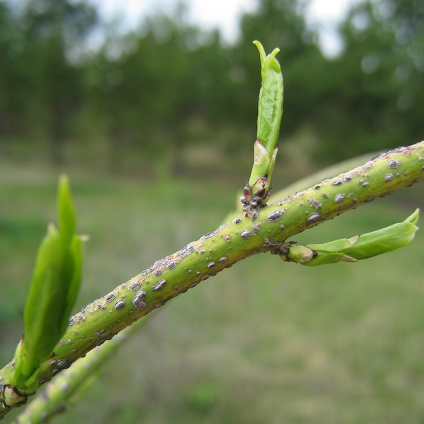 Image of Euonymus verrucosus specimen.