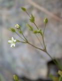 Minuartia hybrida