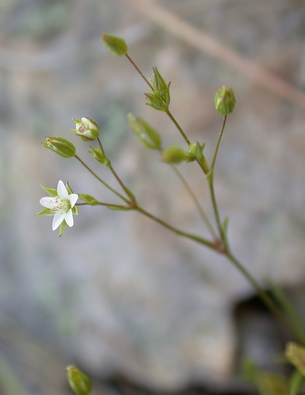 Изображение особи Minuartia hybrida.