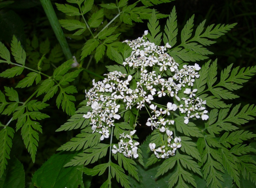 Изображение особи Anthriscus sylvestris.