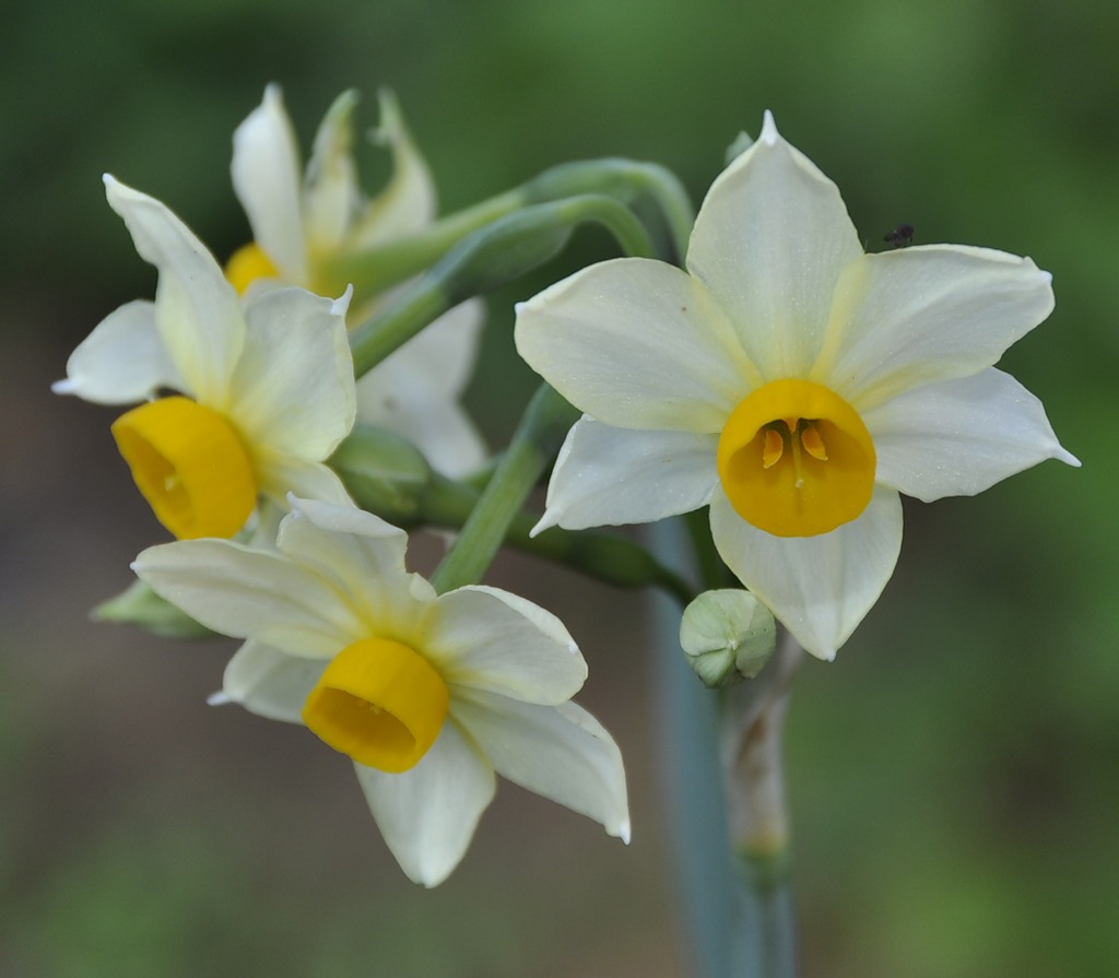 Image of Narcissus tazetta specimen.