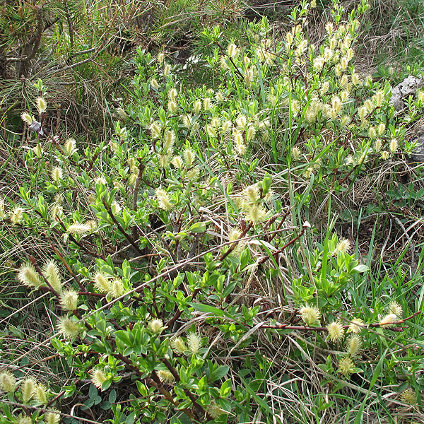 Image of Salix apoda specimen.