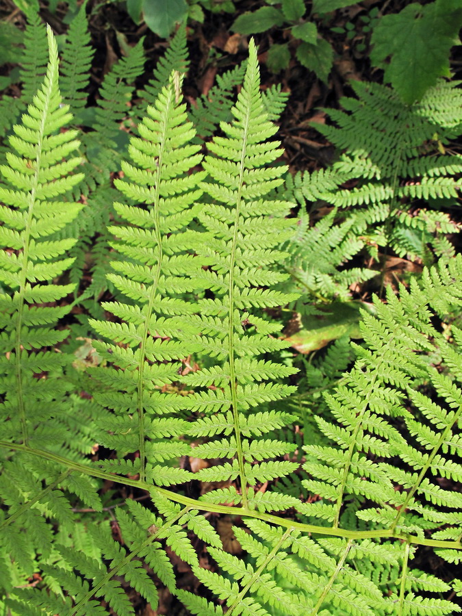 Image of Athyrium monomachii specimen.